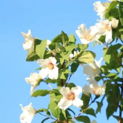 Uægte Jasmin "Belle Etoile" C5