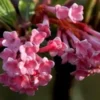 Kejserbusk 'Dawn' -Smuk Haven Salgsbutik VIBURNUM BODNANTENSE DAWN flora fokusSlide