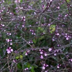 Verbena Bampton