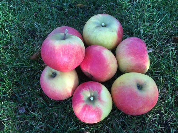 Æbletræ 'Elstar' 3 Æbletræ 'Elstar'
