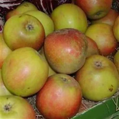 Æbletræ 'Holsteiner Cox'