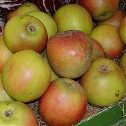 Æbletræ 'Holsteiner Cox' 3 Æbletræ 'Holsteiner Cox'