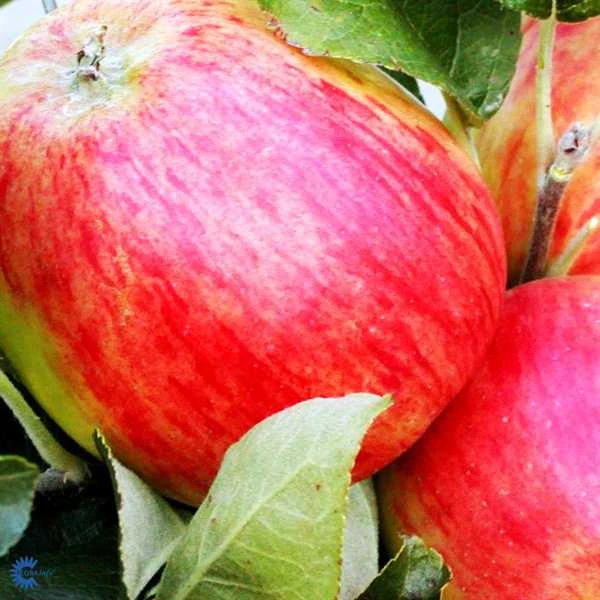 Æbletræ 'Guldborg' 3 Æbletræ 'Guldborg'