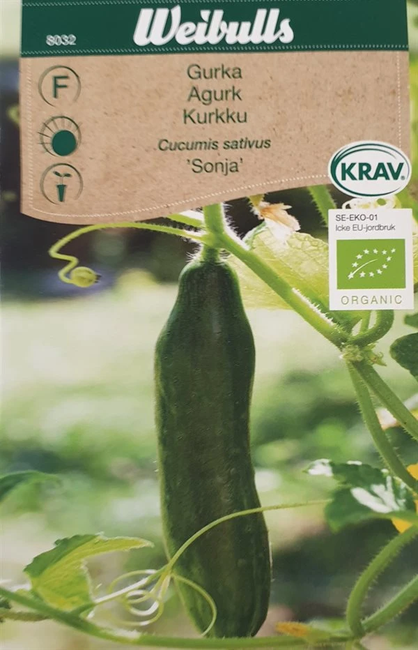 Agurk øko 3 Agurk øko