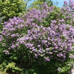 Alm. Syren 50 - 80 Cm