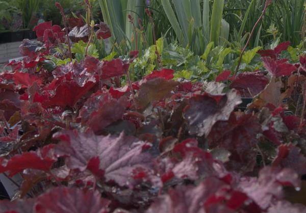 Alunrod 'Palace Purple' 3 Alunrod 'Palace Purple'