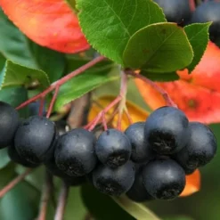 Aronia "Aron"