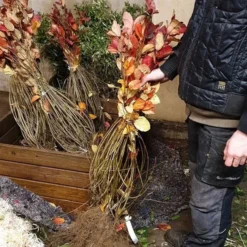 Surbær - Aronia 50 - 80 Cm