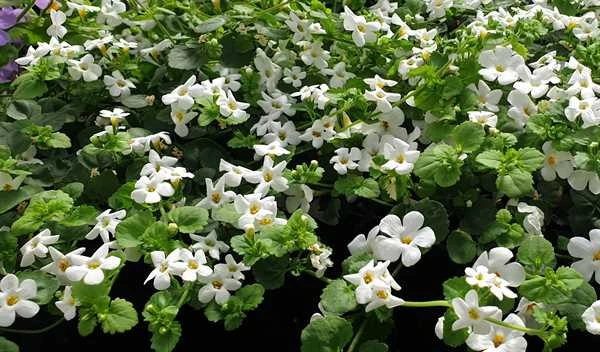 Bacoba - Hvid 3 Bacoba - Hvid