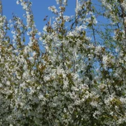 Bærmispel Robin Hill