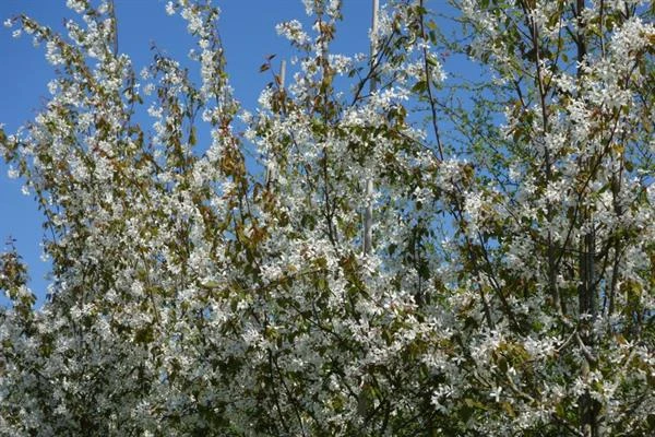 Bærmispel Robin Hill 3 Bærmispel Robin Hill