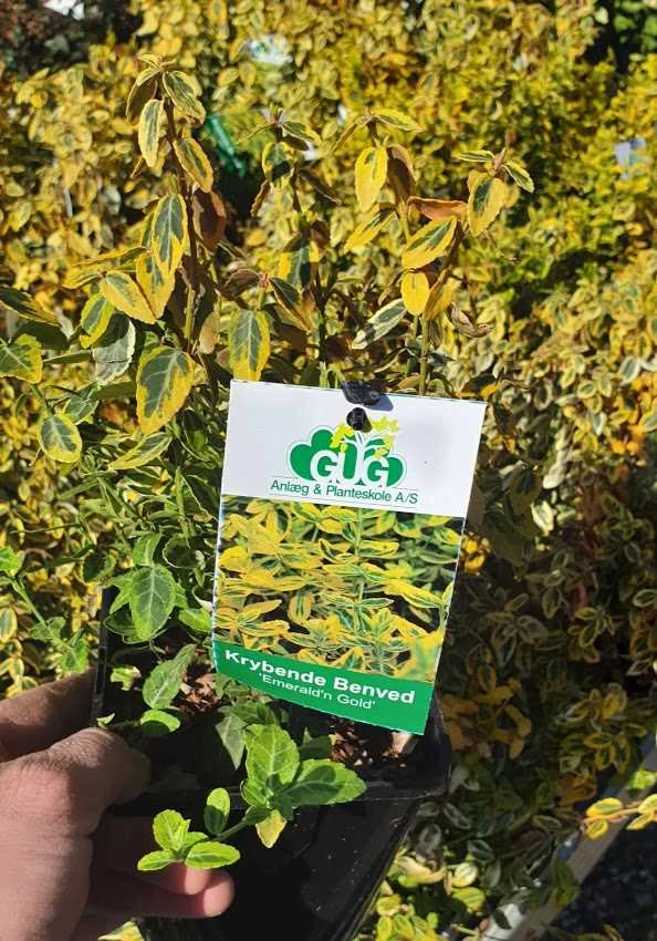 Krybende Benved - 'Gold' 1,5L 3 Krybende Benved - 'Gold' 1,5L