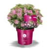 Bloombux Magenta -Smuk Haven Salgsbutik bloombux20 magenta