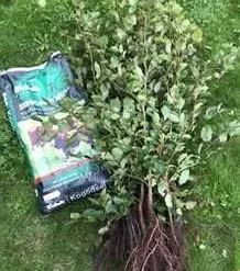 Bøgehæk 120 -140 Cm