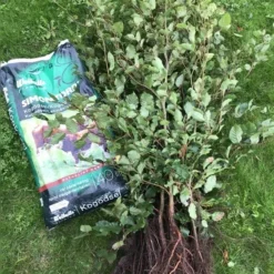 Bøgehæk 80 - 100 Cm