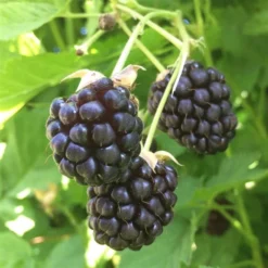 Tornløs Boysenberry
