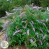 Sommerfuglebusk 'Lavender Cascade'® 1 Sommerfuglebusk 'Lavender Cascade'® -Smuk Haven Salgsbutik bud20lavender