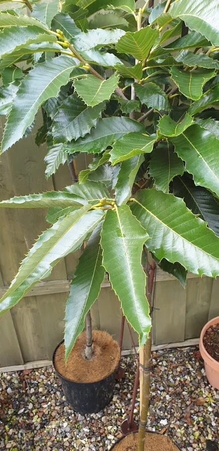 Dværg Spisekastanje 'Magical Bowl' 3 Dværg Spisekastanje 'Magical Bowl'