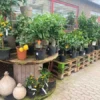 Citrusplanter I Planteskolen -Smuk Haven Salgsbutik citrus20traeer20Havens20Dag