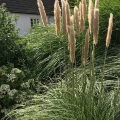 Pampasgræs `Patagonia`