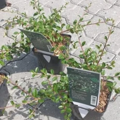 DVÆRGMISPEL - COTONEASTER 'CORAL BEAUTY'