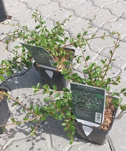 DVÆRGMISPEL - COTONEASTER 'CORAL BEAUTY' 3 DVÆRGMISPEL - COTONEASTER 'CORAL BEAUTY'