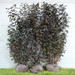 Færdighæk Blærespiraea `Diabolo`