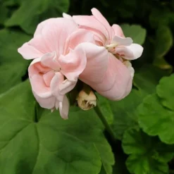 Dronning Ingrid Pelargonie