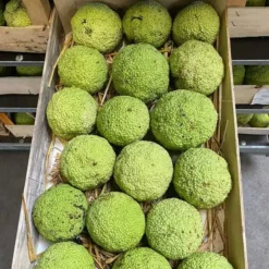 Edderkoppe Skræmmere - Orange-morbær