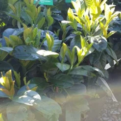 LAURBÆRKIRSEBÆR 'ETNA'® (N)