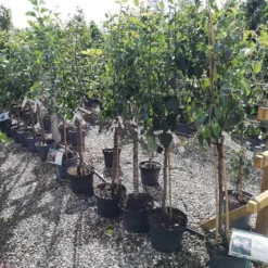 Familie - æbletræ Med 3 Sorter