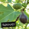 Figen 'RØSNÆS' -Smuk Haven Salgsbutik ficus roesnaes m logo ett