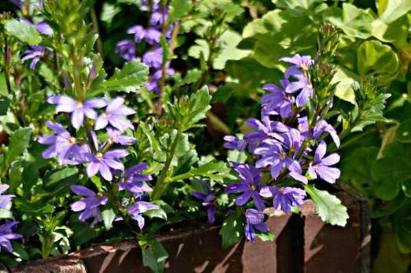 Fjerblomst - Blå 3 Fjerblomst - Blå