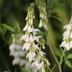 Lægestregbælg `Alba`