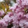 Japansk Hængekirsebær 'Kiku-shidare-Sakura'
