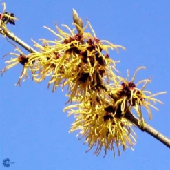 Troldnød 'Arnold Promise'