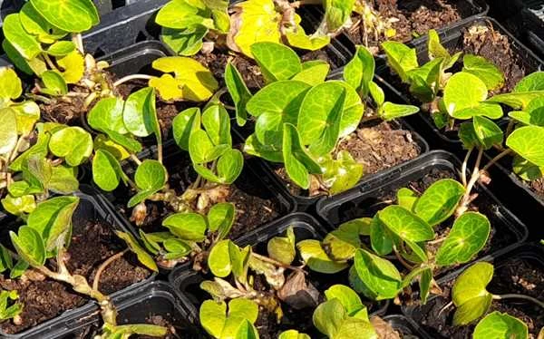 Hasselurt Europaeum 3 Hasselurt Europaeum