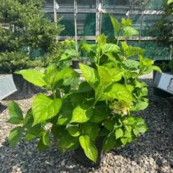 Havehortensia `Clara`