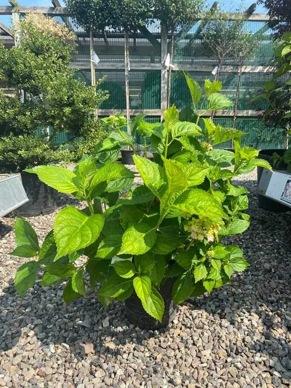 Havehortensia `Clara` 3 Havehortensia `Clara`