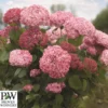 Træagtig Hortensia - `Pink Annabelle`