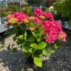 Havehortensia `Bella` -Smuk Haven Salgsbutik havehortensia20Bella