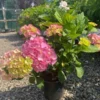Havehortensia `Dorthea` 2 Havehortensia `Dorthea` -Smuk Haven Salgsbutik havehortensia20Dorthea