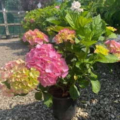 Havehortensia `Dorthea`