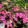 Havehortensia `Blackberry Pie` PW -Smuk Haven Salgsbutik havehortensia20blackberry20pie