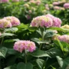 Hortensia `Endless Summer` -Smuk Haven Salgsbutik havehortensia20endless20summer