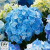 Havehortensia `Minty Ice`