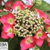 Havehortensia `Strawberry`n`cream` -Smuk Haven Salgsbutik havehortensia20strawberry20n20cream