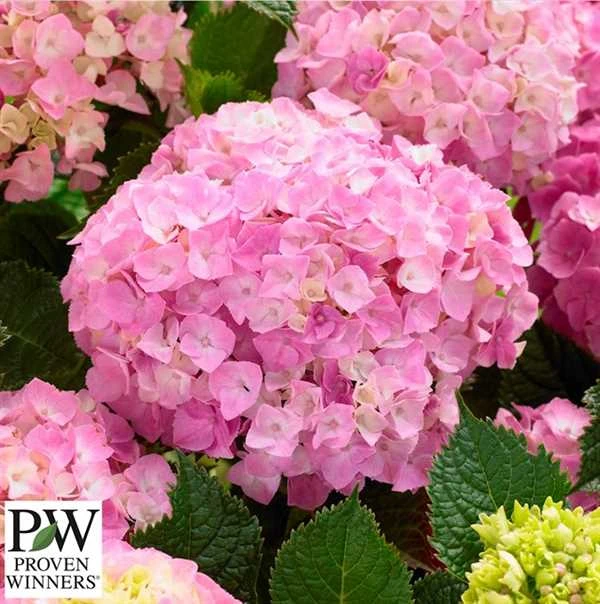 Havehortensia `Pink Lollipop` 3 Havehortensia `Pink Lollipop`