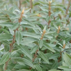 Havtorn Lav Prydplante