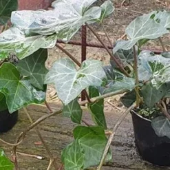 Efeu Vedbend Storbladet `Hestor`